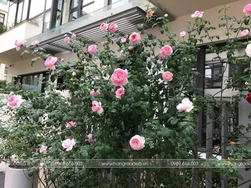 Hoa hồng leo trồng ban công mùa hè