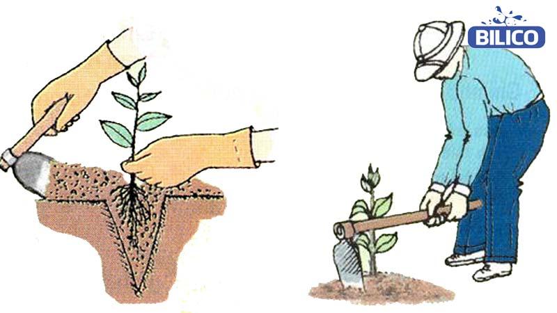 Cách trồng cây ô rô 
